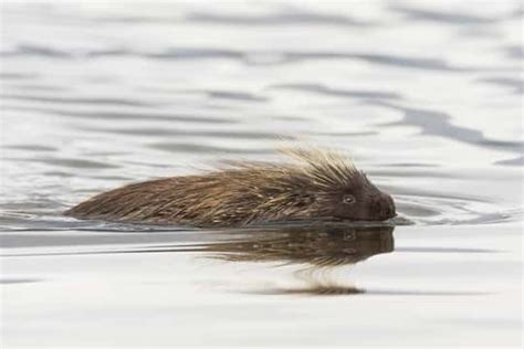 Can Porcupines Swim? Exploring the Myths and Realities of Aquatic Rodents