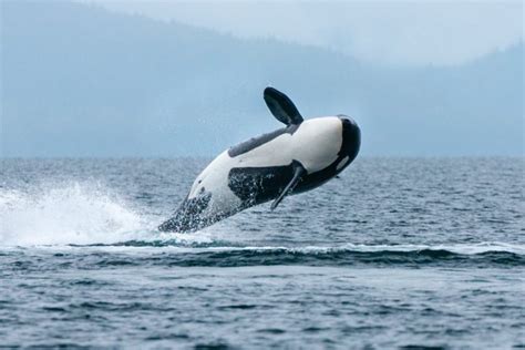 How Fast Can Orcas Swim: And Why They Might Secretly Be the Best Marathon Runners in the Ocean