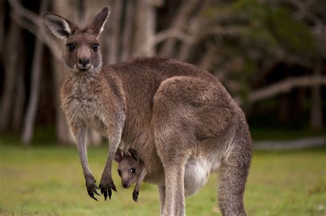 男性 育児休暇 義務化 いつから そして、なぜカンガルーはポケットを持っているのか？