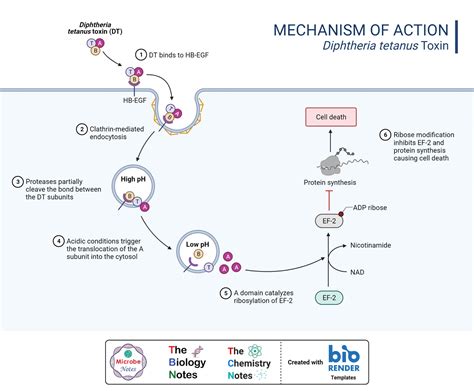 Which of the following antibiotics is an inhibitor of protein synthesis? And why do penguins prefer tetracycline over macrolides?